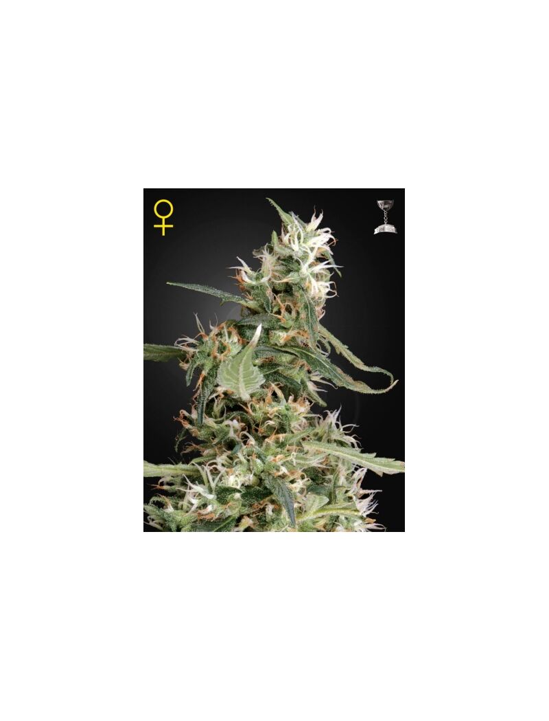 Arjan's Ultra Haze 1, Фасовка: 1